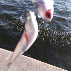 神戸湾奥デイゲームシーバス