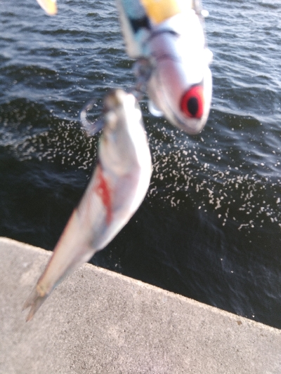 神戸湾奥デイゲームシーバス