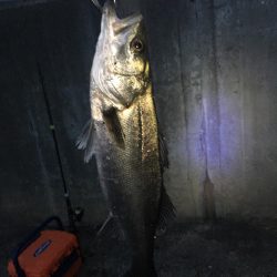 デイキビレとナイトシーバス