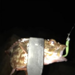 やっぱり面白いメバリング！