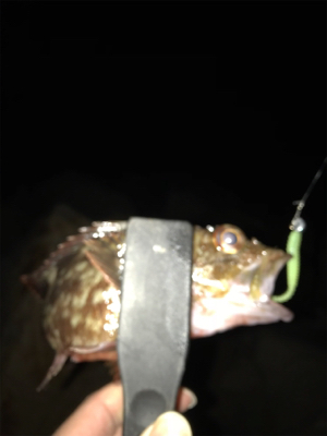 やっぱり面白いメバリング！