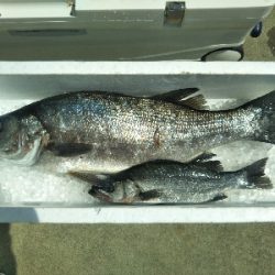 地磯で、どデカいヒラスズキ