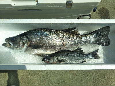 地磯で、どデカいヒラスズキ