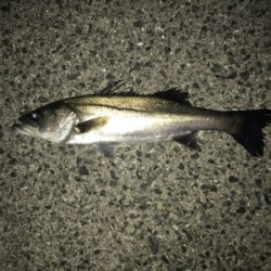 シーズン開幕か