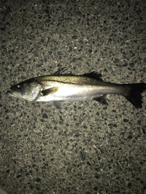 シーズン開幕か