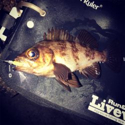 久々の泉南釣行