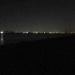 今期 初シーバス