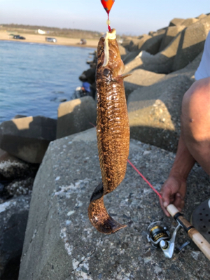 フラッと穴釣り、カサゴ狙い