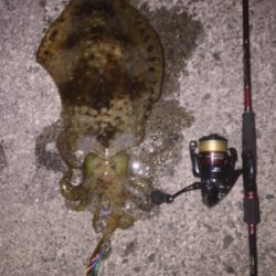 串本春エギング