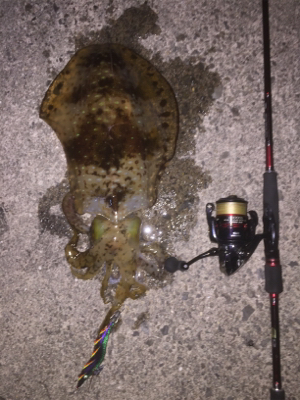 串本春エギング