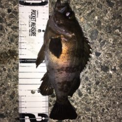 明石メバリング