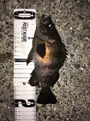 明石メバリング