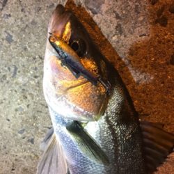 シーバス乱舞！！