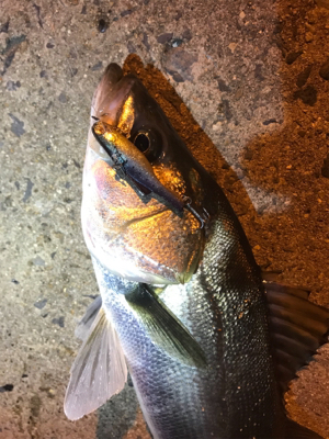 シーバス乱舞！！