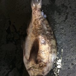 なんとかメバル