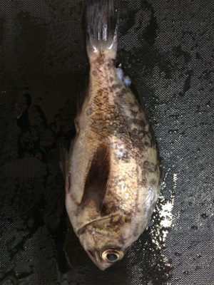 なんとかメバル