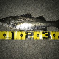 四日市バチパターン