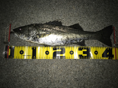 四日市バチパターン