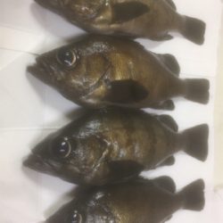 釣れれば牛乳パックサイズ!