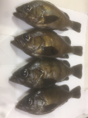 釣れれば牛乳パックサイズ!