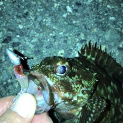 メバル活性低し