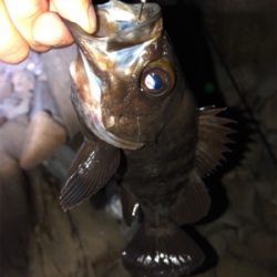 第5回鳴門メバルカップ