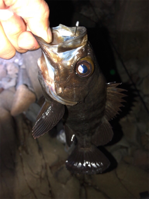 第5回鳴門メバルカップ