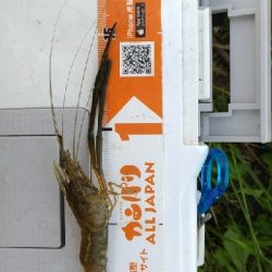 矢上川テナガエビ釣行