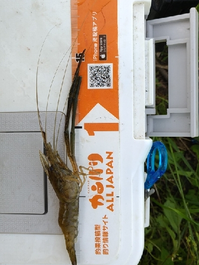 矢上川テナガエビ釣行