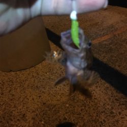 ベイビー&ベイビー