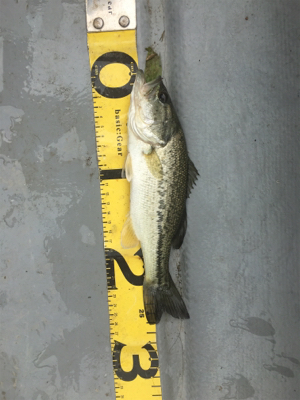 GW前半 中一日中釣行