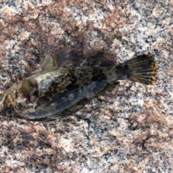 タケノコメバル