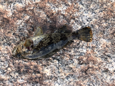 タケノコメバル