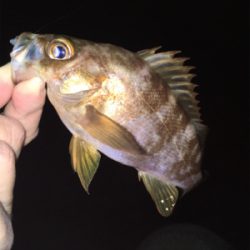 明石でメバリング