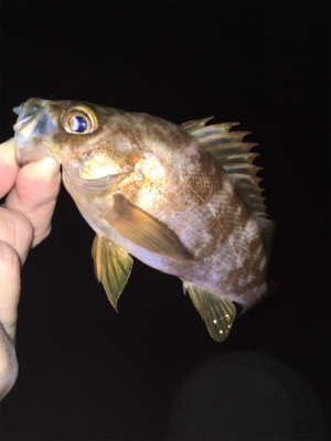 明石でメバリング