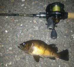 妻とベイトフィネスメバルプラッギング