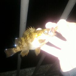 爆風メバリング