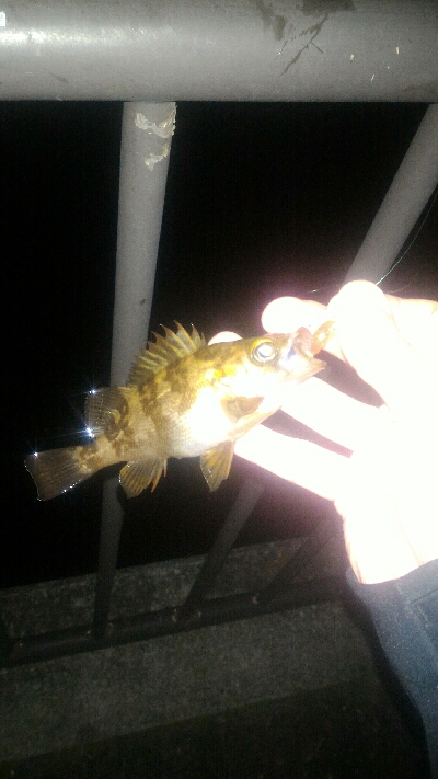 爆風メバリング