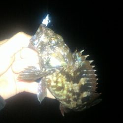 伊勢湾バケノコ捕獲作戦