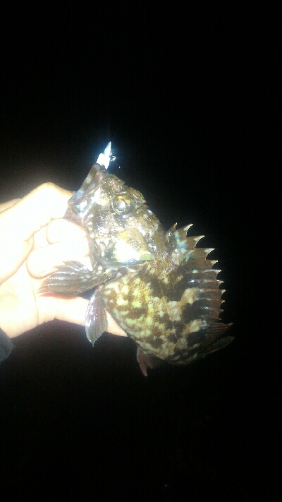 伊勢湾バケノコ捕獲作戦