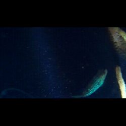 今年初の太刀魚