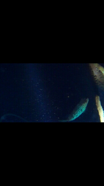 今年初の太刀魚