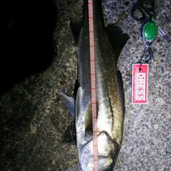 好調メバルにゲストのフッコ！