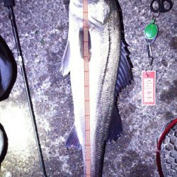 いつものメバリング