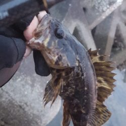 メバリング好調