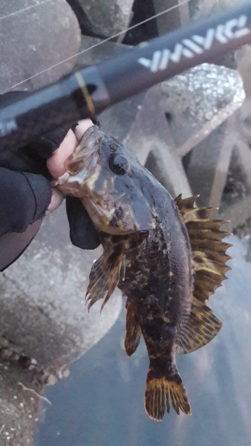 メバリング好調