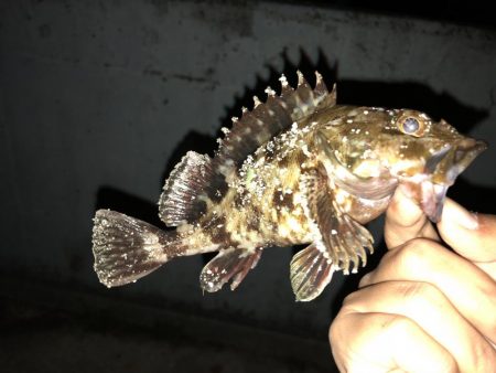 初投稿·天保山でのボトム攻め