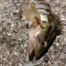 チヌのちメバル