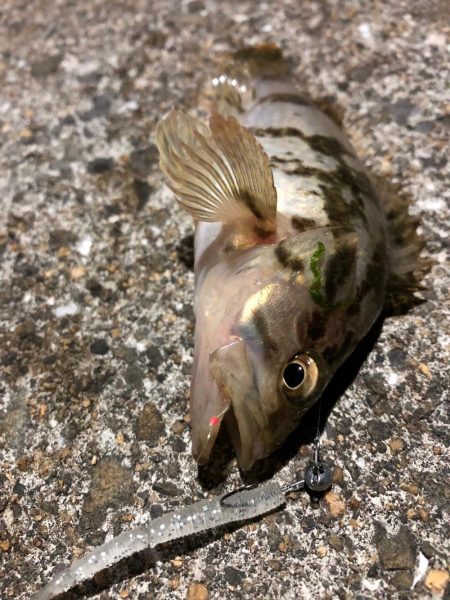 チヌのちメバル