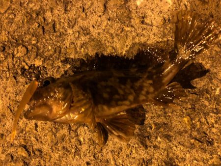 ロックフィッシュ狙いで